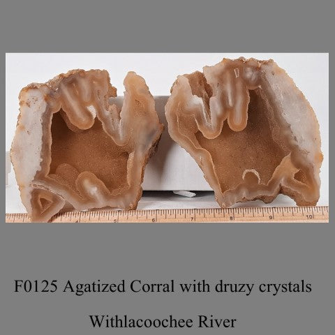 F0125 Agatized Corral with druzy crystals Withlacoochee River Florida