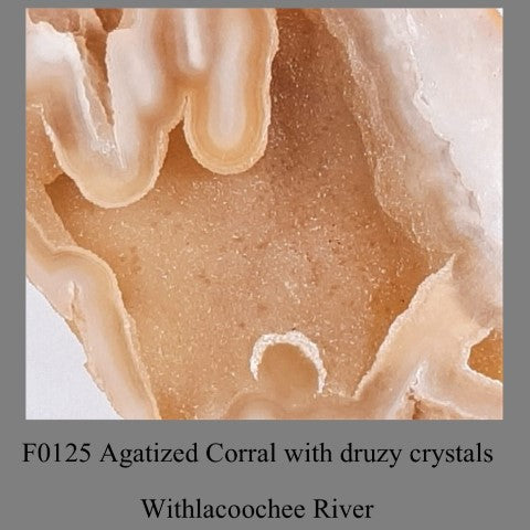 F0125 Agatized Corral with druzy crystals Withlacoochee River Florida