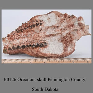 F0126 Oreodont skull Pennington County, South Dakota