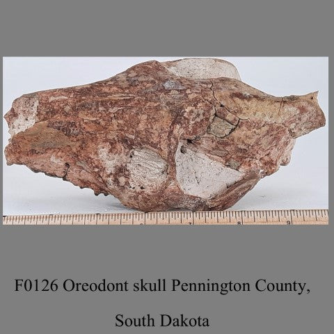 F0126 Oreodont skull Pennington County, South Dakota