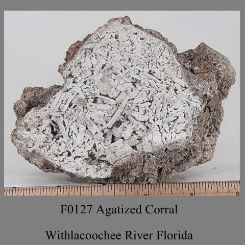 F0127 Agatized Corral Withlacoochee River Florida