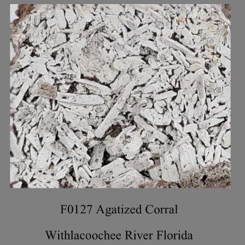 F0127 Agatized Corral Withlacoochee River Florida