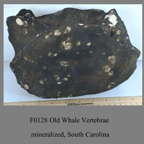 F0128 Old Whale Vertebrae partially  mineralized, South Carolina