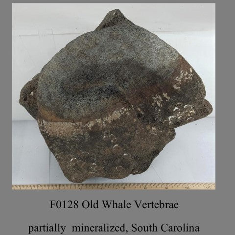 F0128 Old Whale Vertebrae partially  mineralized, South Carolina