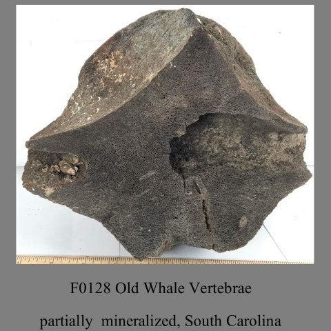 F0128 Old Whale Vertebrae partially  mineralized, South Carolina