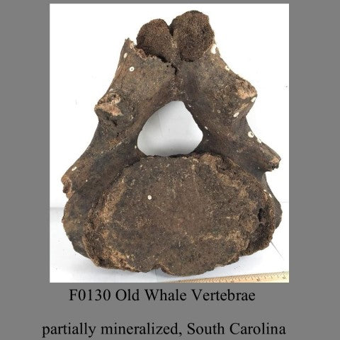 F0130 Old Whale Vertebrae partially  mineralized, South Carolina