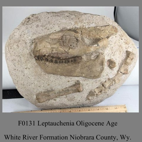 F0131 Oreodont Leptauchenia Oligocene Age White River Formation Niobrara County, Wy.