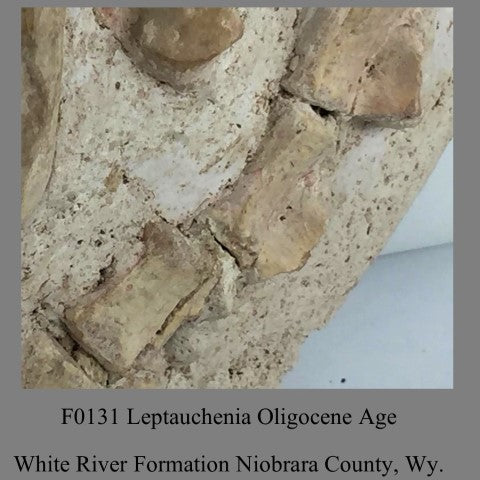 F0131 Oreodont Leptauchenia Oligocene Age White River Formation Niobrara County, Wy.