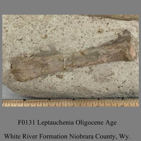 F0131 Oreodont Leptauchenia Oligocene Age White River Formation Niobrara County, Wy.