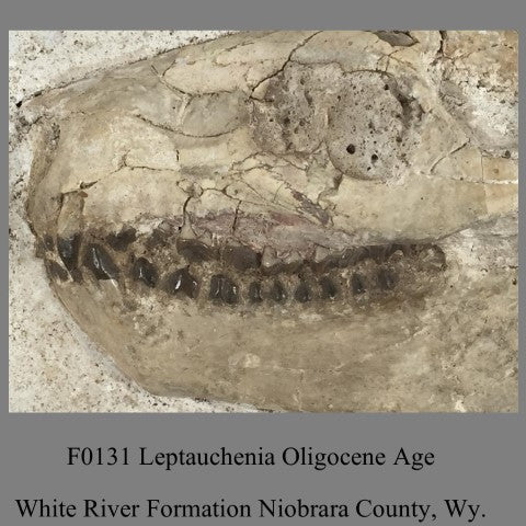 F0131 Oreodont Leptauchenia Oligocene Age White River Formation Niobrara County, Wy.