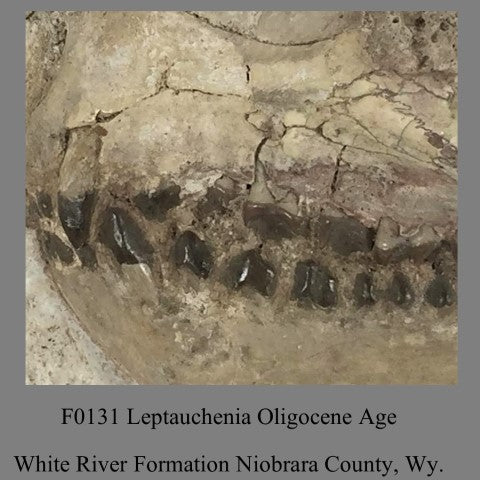 F0131 Oreodont Leptauchenia Oligocene Age White River Formation Niobrara County, Wy.