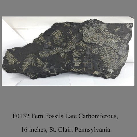 F0132 Fern Fossils Late Carboniferous, St. Clair, Pennsylvania