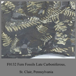 F0132 Fern Fossils Late Carboniferous, St. Clair, Pennsylvania