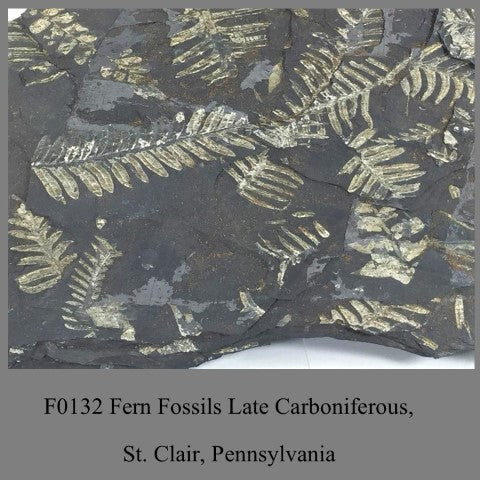 F0132 Fern Fossils Late Carboniferous, St. Clair, Pennsylvania