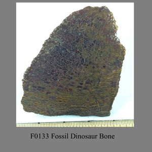 F0133 Fossil Dinosaur Bone