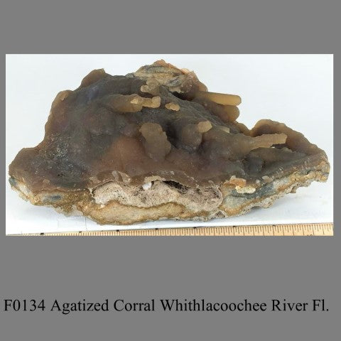 F0134 Agatized Corral Whithlacoochee River Fl.