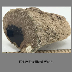 F0139 Fossilized Wood