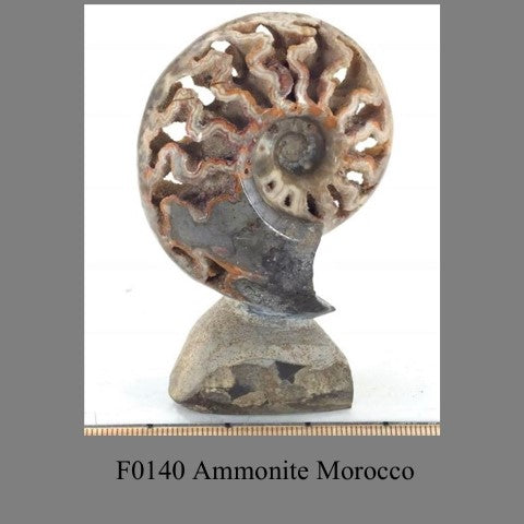 F0140 Ammonite Morocco