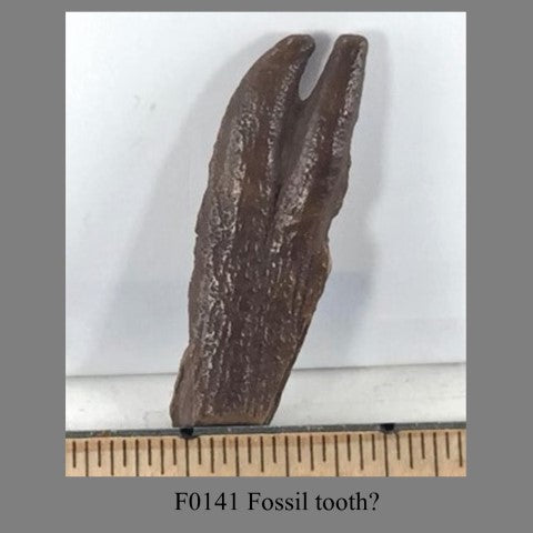 F0141 Fossil tooth maybe