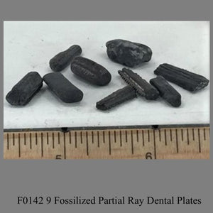 F0142 9 Fossilized Partial Ray Dental Plates 