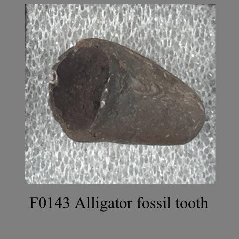 F0143 Alligator fossil tooth