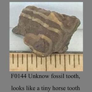 F0144 Unknow fossil tooth, looks like a tiny horse tooth