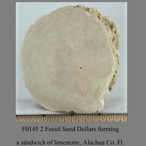 F0145 2 Fossil Sand Dollars foeming a sándwich of limestone, Alachua Co. Fl.