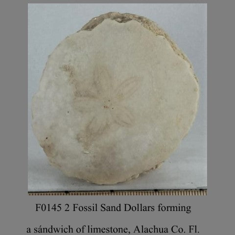 F0145 2 Fossil Sand Dollars foeming a sándwich of limestone, Alachua Co. Fl.