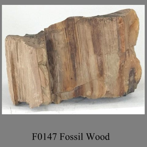 F0147 Fossil Wood