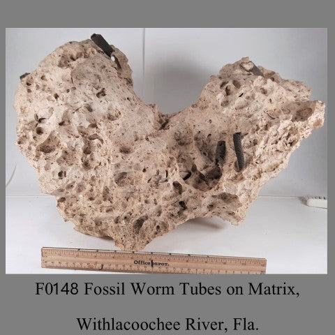 F0148 Fossil Worm Tubes on Matrix, Withlacoochee River, Fla.