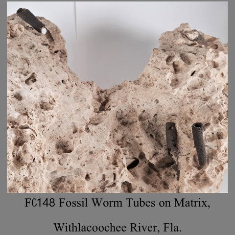 F0148 Fossil Worm Tubes on Matrix, Withlacoochee River, Fla.