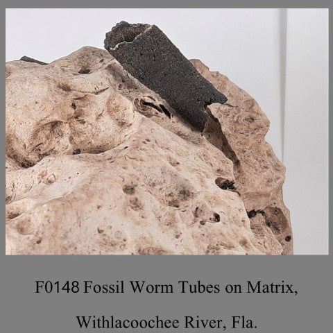 F0148 Fossil Worm Tubes on Matrix, Withlacoochee River, Fla.