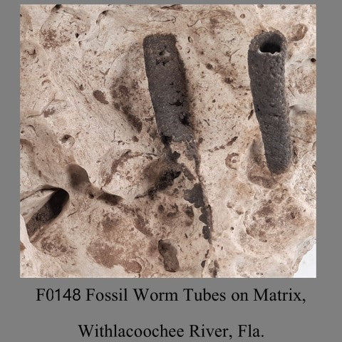 F0148 Fossil Worm Tubes on Matrix, Withlacoochee River, Fla.