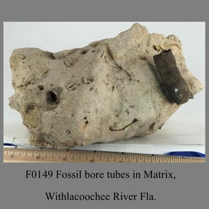 F0149 Fossil bore tubes in Matrix, Withlacoochee River Fla.