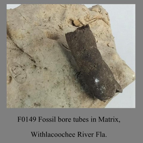 F0149 Fossil bore tubes in Matrix, Withlacoochee River Fla.