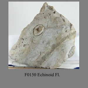 F0150 Echinoid Fl.  in matrix