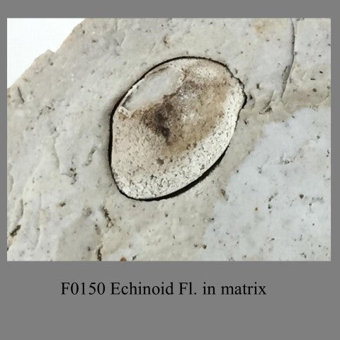 F0150 Echinoid Fl.  in matrix