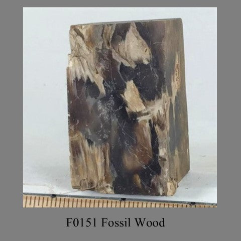 F0151 Fossil Wood