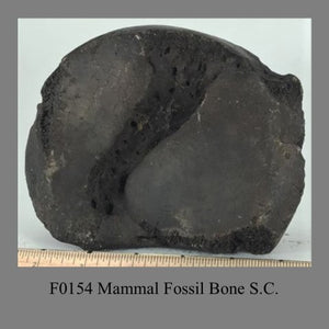 F0154 Mammal Fossil Bone S.C.