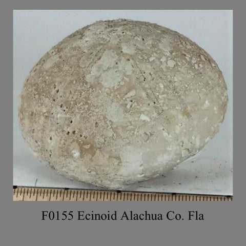 F0155 Ecinoid Alachua Co. Fla