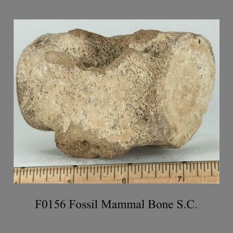 F0156 Fossil Mammal Bone S.C.