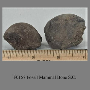 F0157 Fossil Mammal Bone S.C.