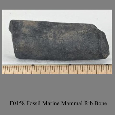 F0158 Fossil Marine Mammal Rib Bone