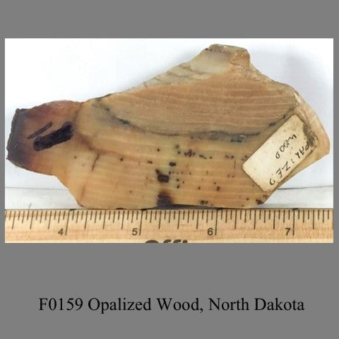 F0159 Opalized Wood, North Dakota