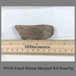 F0160 Fossil Marine Mammal Rib BoneTip