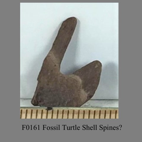 F0161 Fossil Turtle Shell Spines