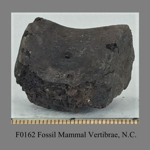 F0162 Fossil Mammal Vertibrae, N.C. a