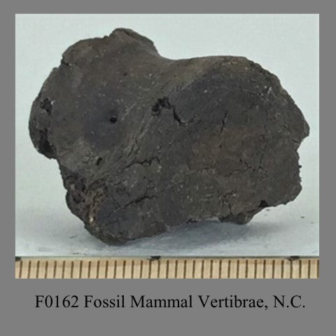 F0162 Fossil Mammal Vertibrae, N.C. a