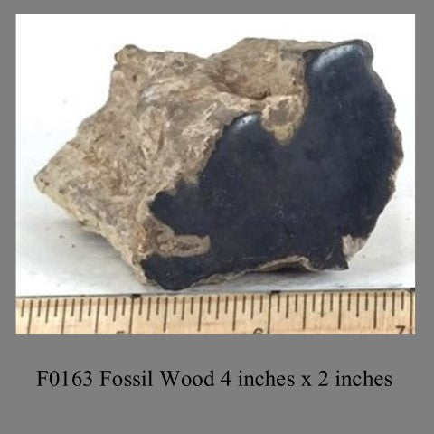 F0163 Fossil Wood 4 inches x 2 inches