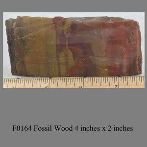 F0164 Fossil Wood 4 inches x 2 inches